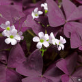 Oxalis Charmed Wine