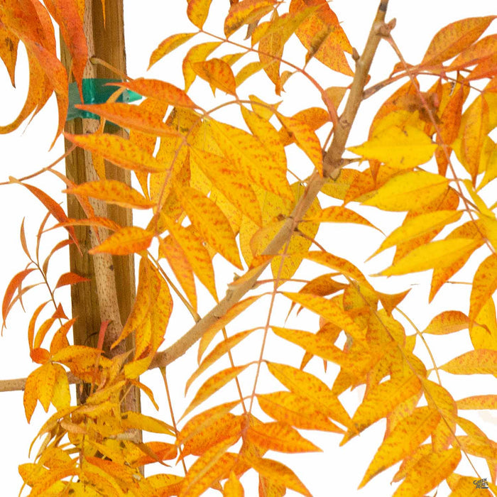 Chinese Pistache Fall Yellows