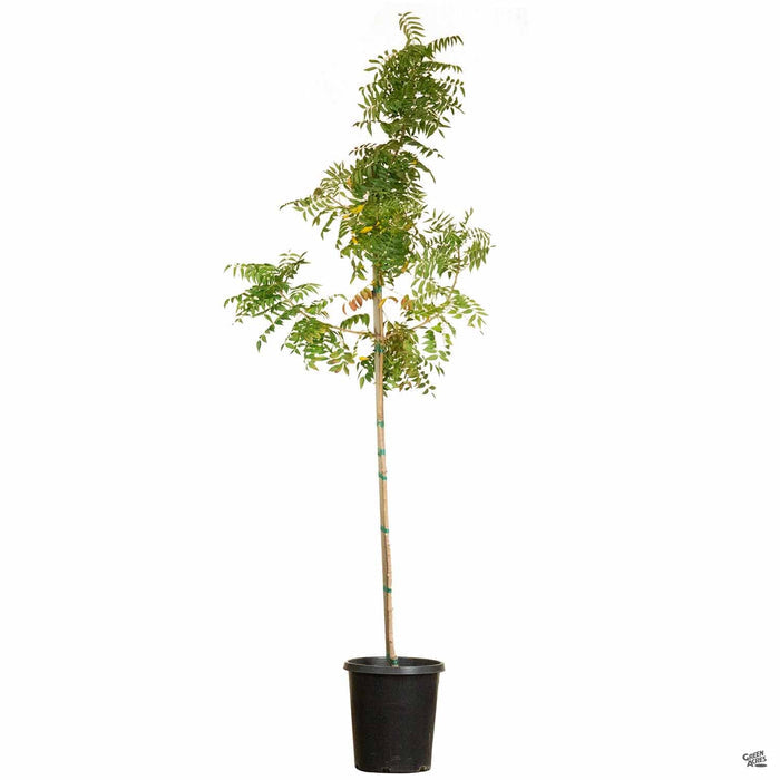 Chinese Pistache 15 gallon