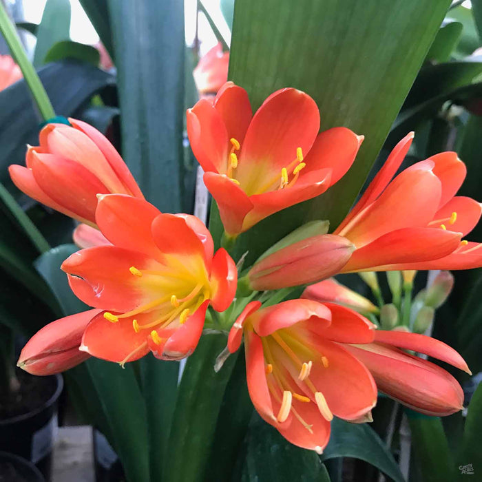 Clivia Lily