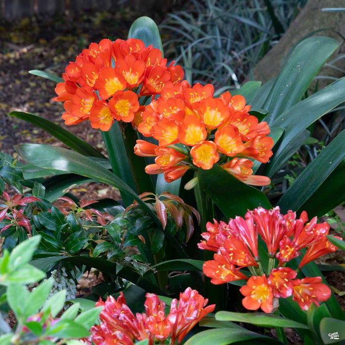 Clivia Lily