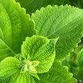 Coleus ColorBlaze Lime Time