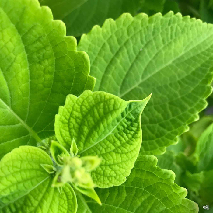 Coleus ColorBlaze Lime Time