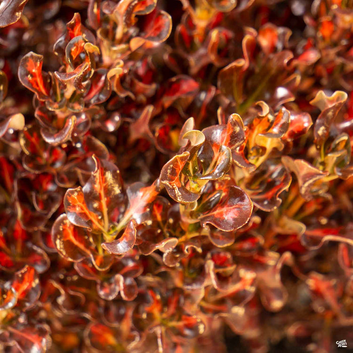 Coprosma 'Pacific Sunset'