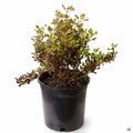 Coprosma 'Pacific Sunset' 2 gallon