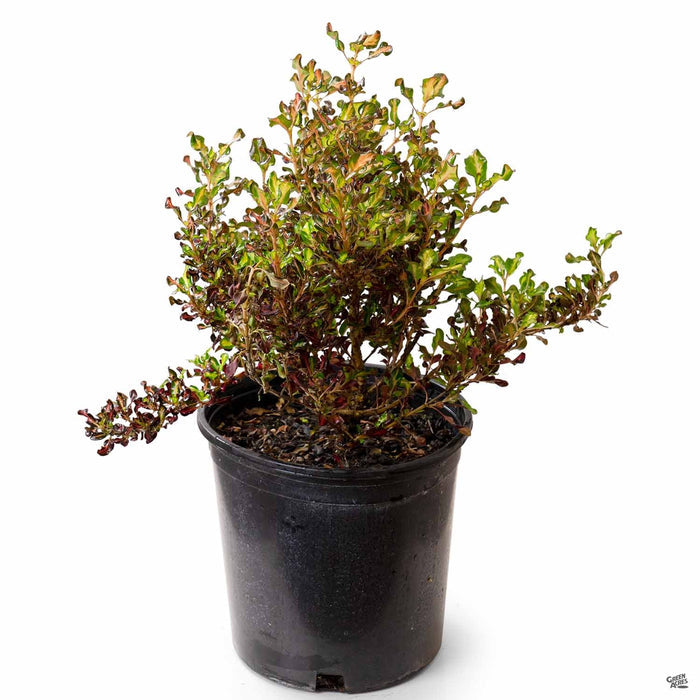 Coprosma 'Pacific Sunset' 2 gallon