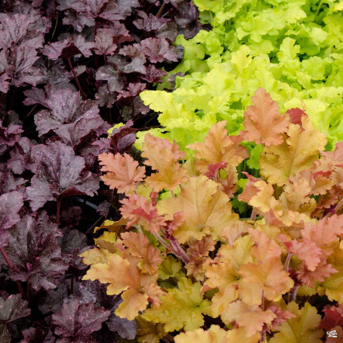 Heuchera with Purple, Orange, and Green Foliage