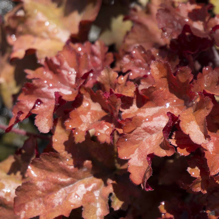 Heuchera 'Cinnamon Curls'