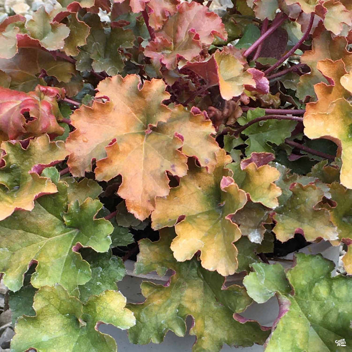 Coral Bells 'Autumn Gold'