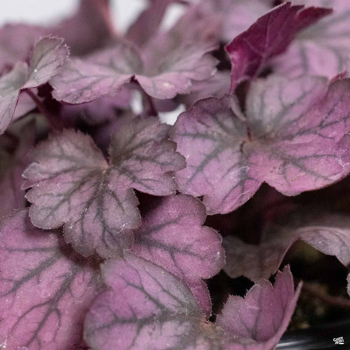 Heuchera 'Carnival Rose Granita'