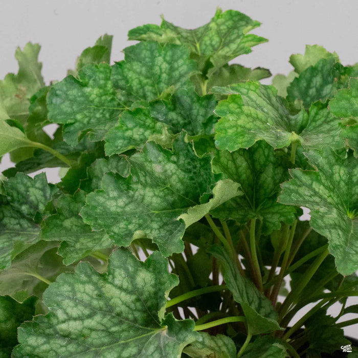 Heuchera 'Carnival Cocomint'