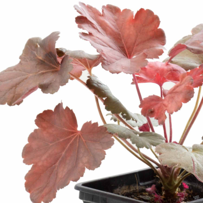Heuchera 'Cherry Cola'