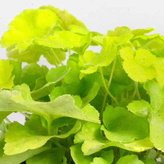 Heuchera 'Citronelle'