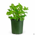 Heuchera 'Green' 4 inch