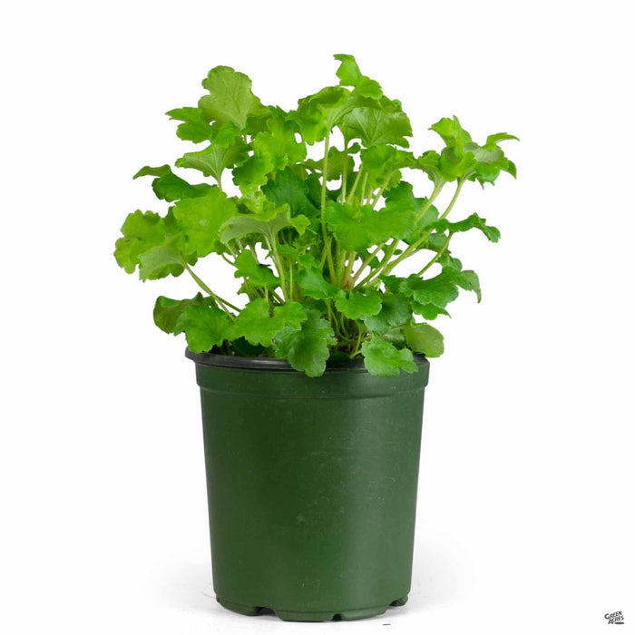 Heuchera 'Green' 4 inch