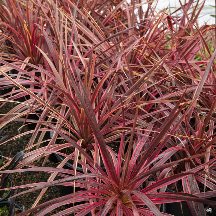 Cordyline 'Cherry Sensation'