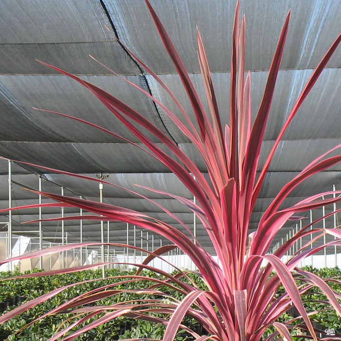 Cordyline 'Cherry Sensation'