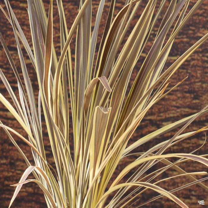 Cordyline 'Electric Flash'