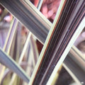 Cordyline 'Electric Flash' closeup of blade