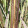 Cordyline 'Electric Star' Closeup of Blade