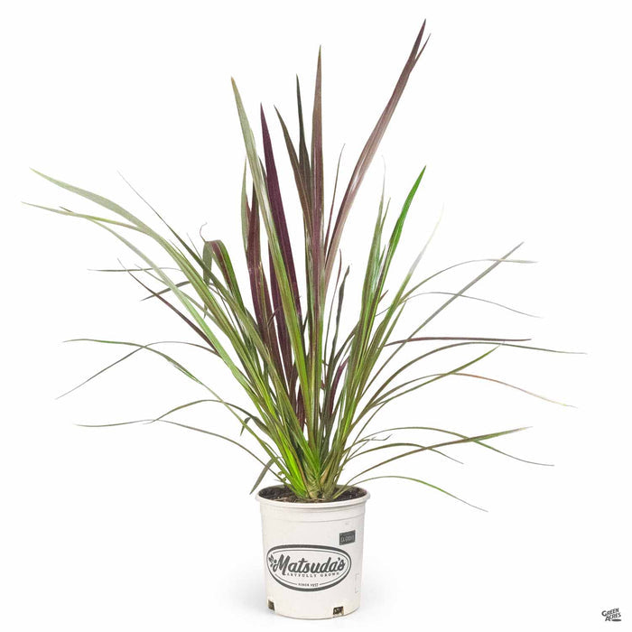 Cordyline 'Electric Star' 2 gallon Matsuda's