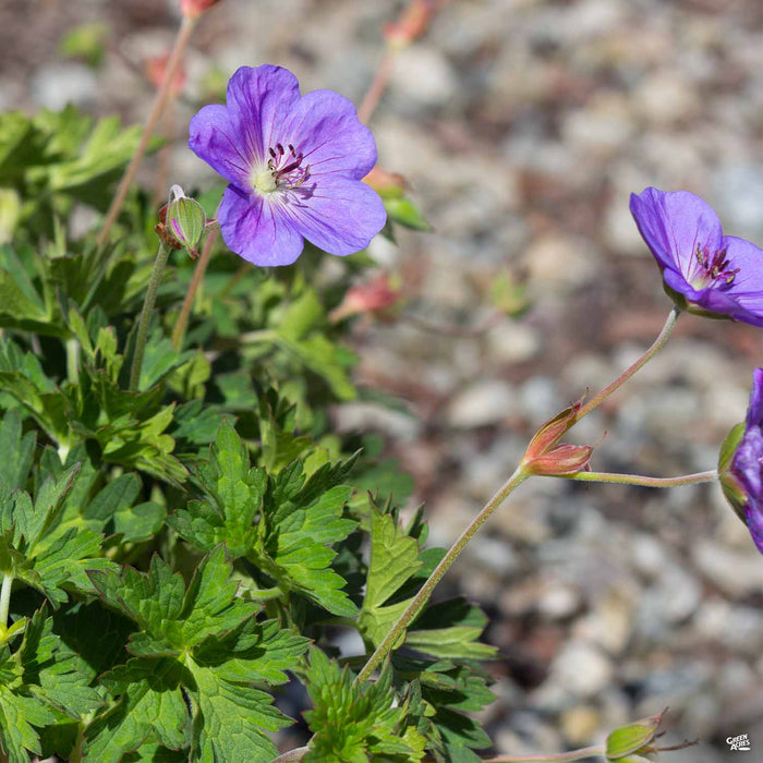 Cranesbill 'Rozeanne'