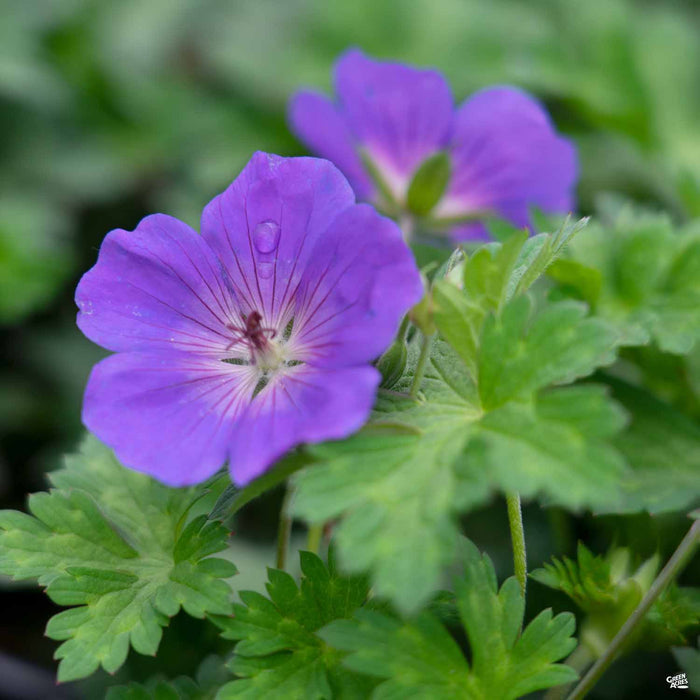 Cranesbill 'Rozeanne'