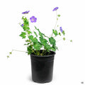 Cranesbill 'Rozeanne' 1 gallon