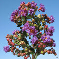 Crape Myrtle 'Cataba'