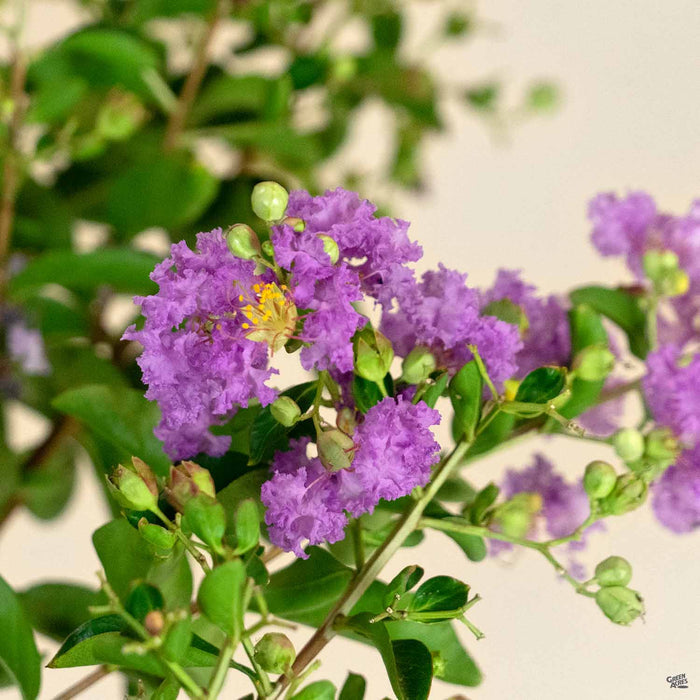 Crape Myrtle 'Cataba'