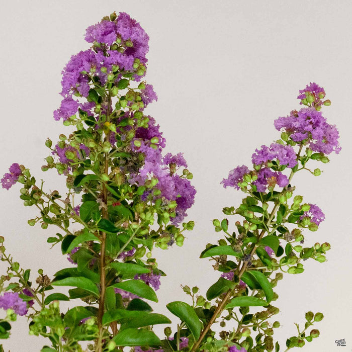 Crape Myrtle 'Cataba'