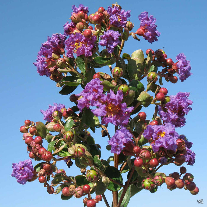 Crape Myrtle 'Cataba'