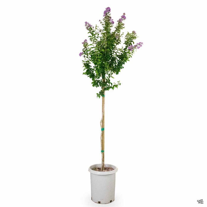 Crape Myrtle 'Cataba' 15 gallon standard trunk