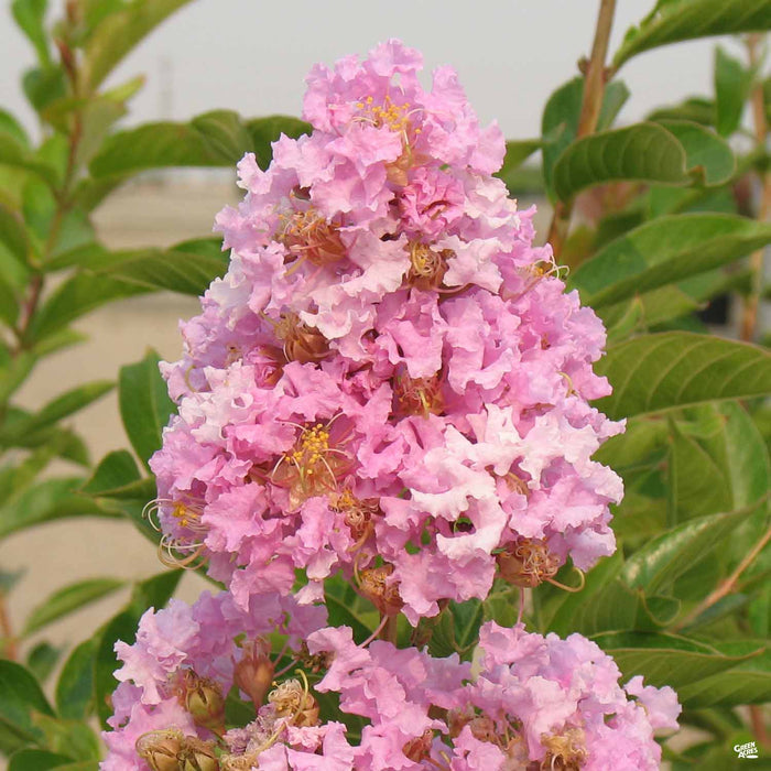 Crape Myrtle 'Muskogee'