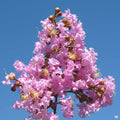Crape Myrtle 'Muskogee'