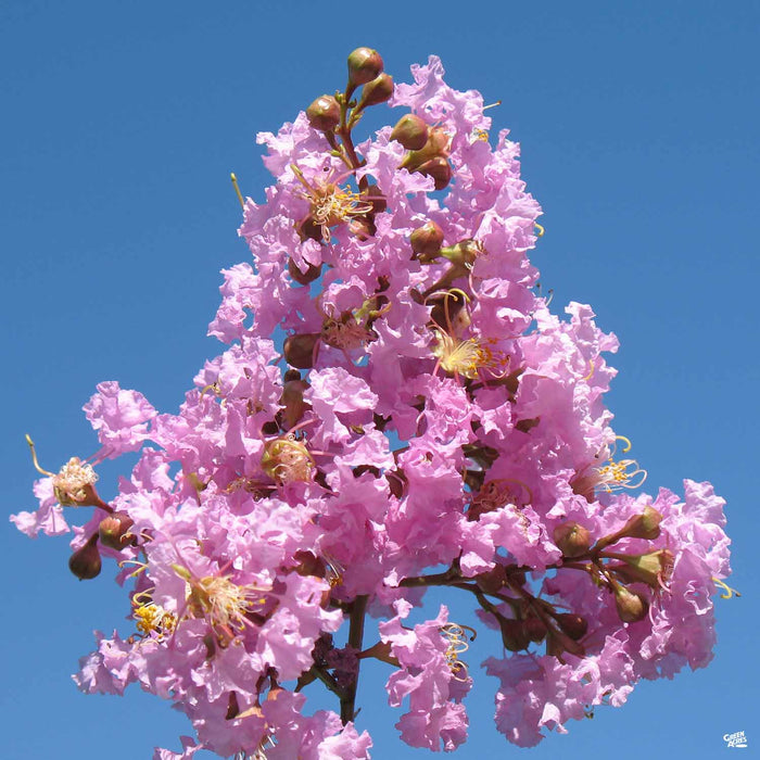 Crape Myrtle 'Muskogee'