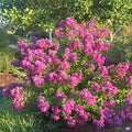 Petite Crape Myrtle