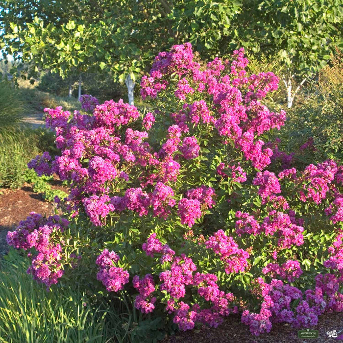 Petite Crape Myrtle