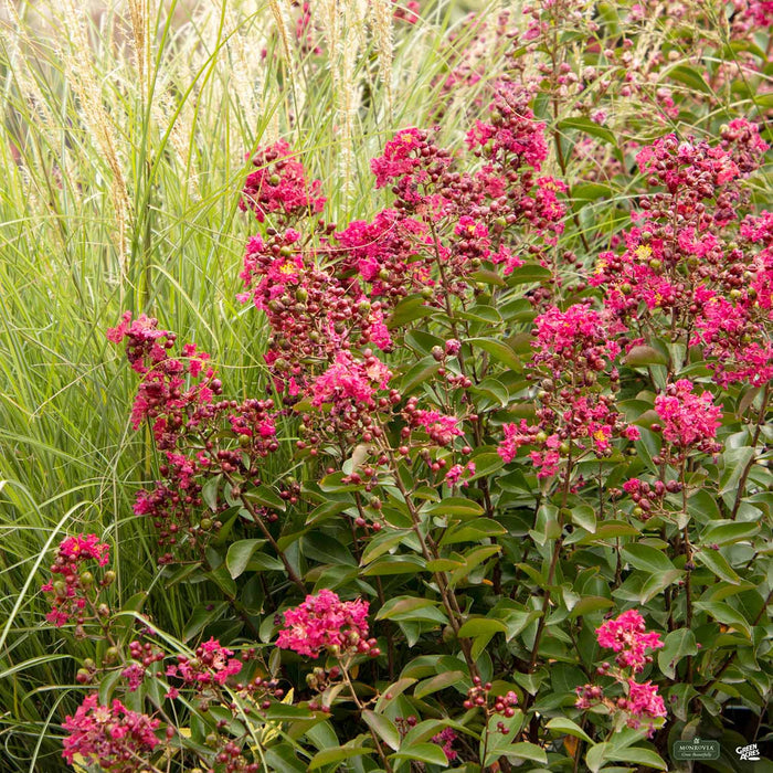 Petite Red Imp Crape Myrtle