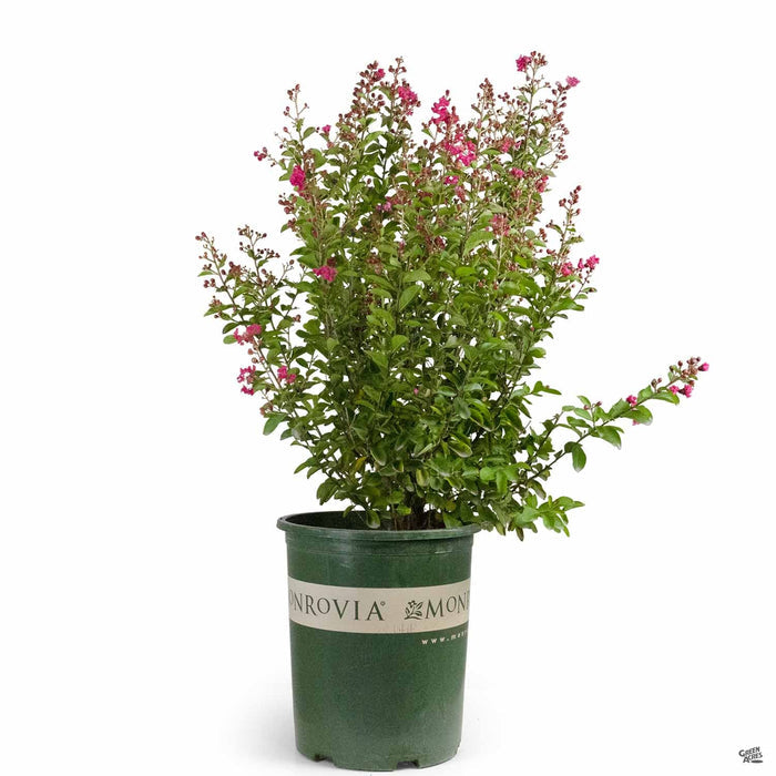 Petite Red Imp Crape Myrtle 5 gallon