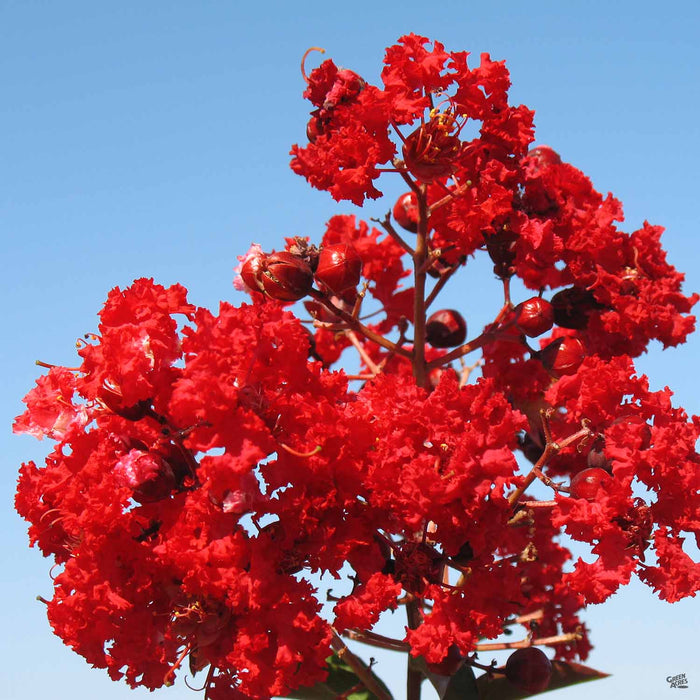 Crape Myrtle 'Red Rocket'
