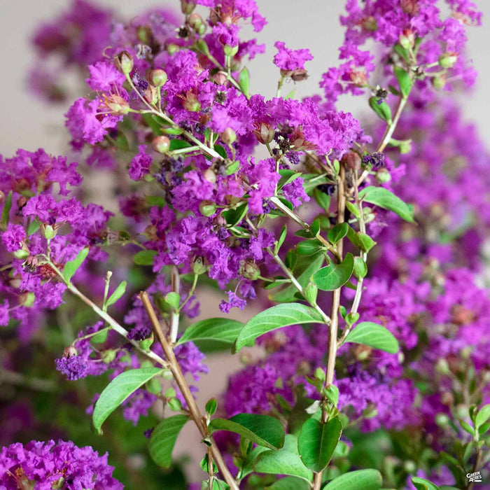 Crape Myrtle 'Twilight'