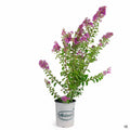 Crape Myrtle 'Twilight' 5 gallon multi-trunk