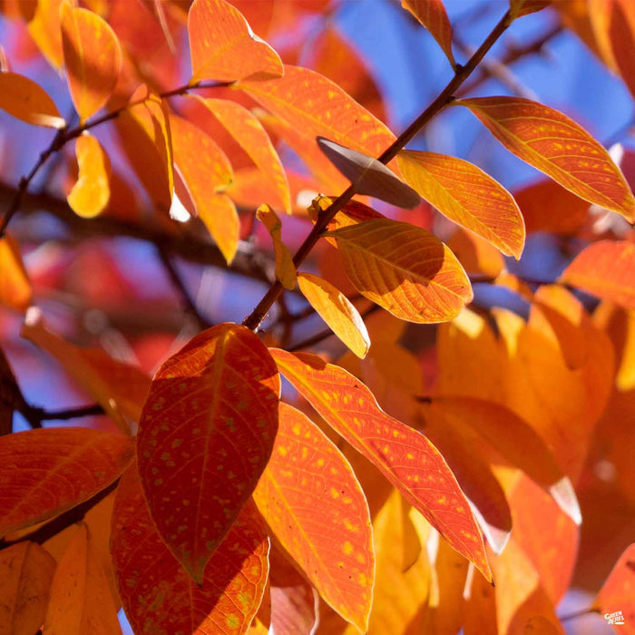 Crape Myrtle 'Twilight' Fall Colors