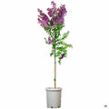 Crape Myrtle 'Twilight' 15 gallon standard trunk