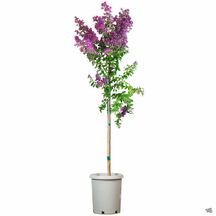 Crape Myrtle 'Twilight' 15 gallon standard trunk