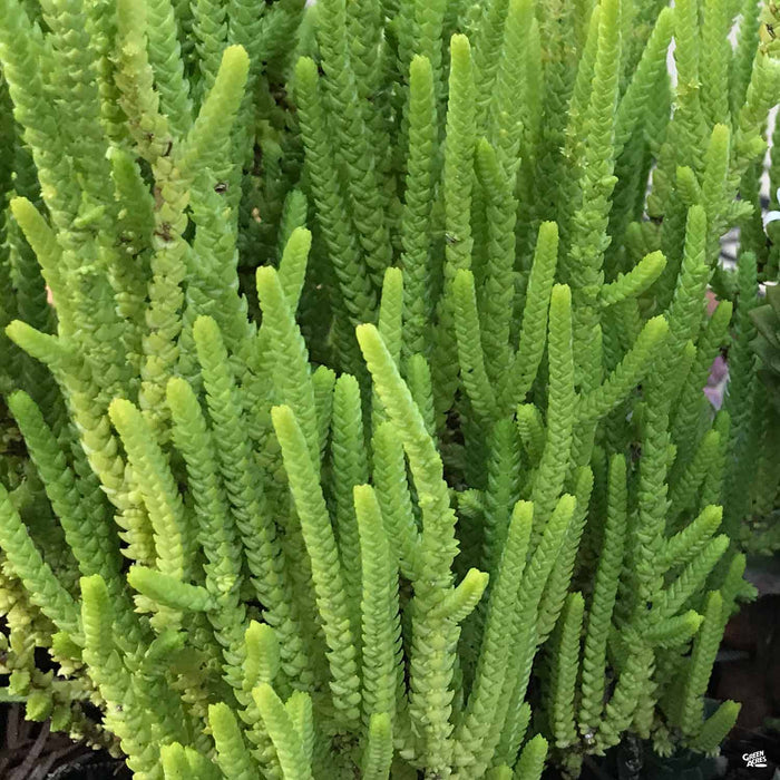 Crassula 'Princess Pine'