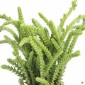 Crassula 'Princess Pine'