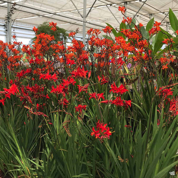 Crocosmia