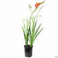 Crocosmia 1 gallon